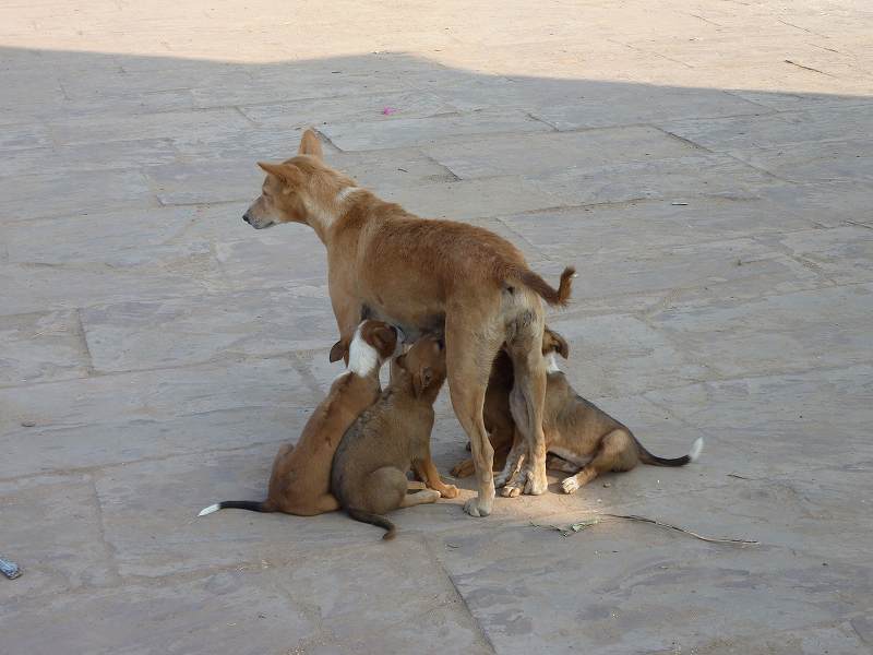 穏やかで無防備なインドの犬 印度メーション 神秘の国インド情報サイト