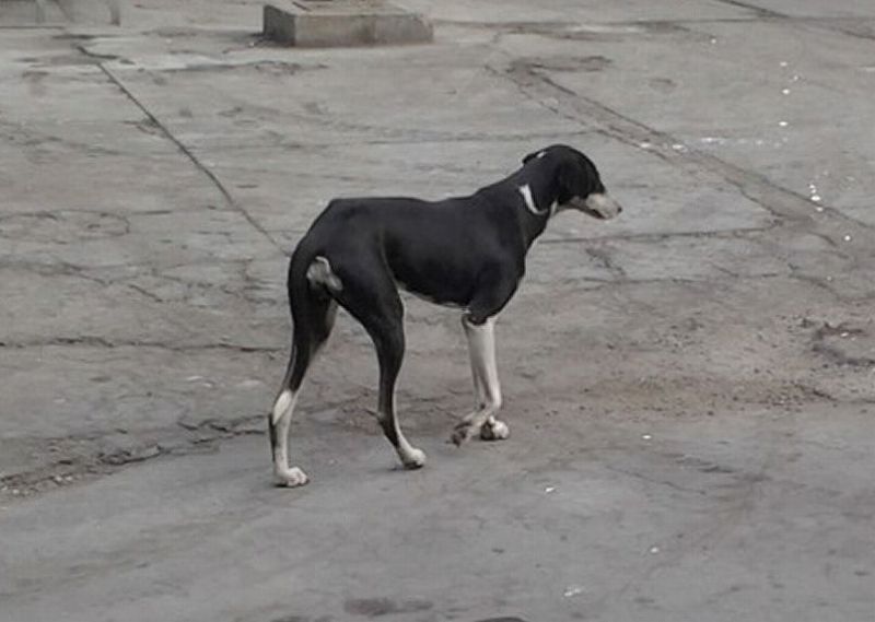 インドでよく見るシュッとした犬 印度メーション 神秘の国インド情報サイト